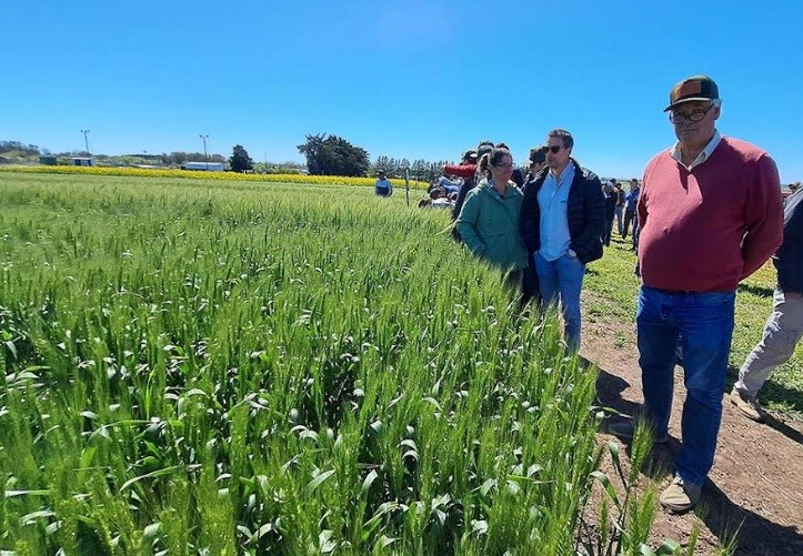 Miramar: Llega Expocereales, primera muestra temática a campo sobre trigo y cebada