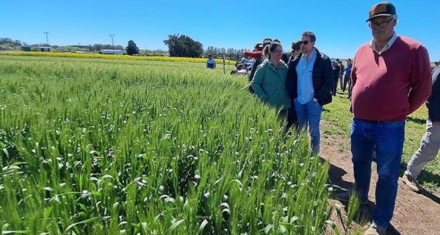 Miramar: Llega Expocereales, primera muestra temática a campo sobre trigo y cebada